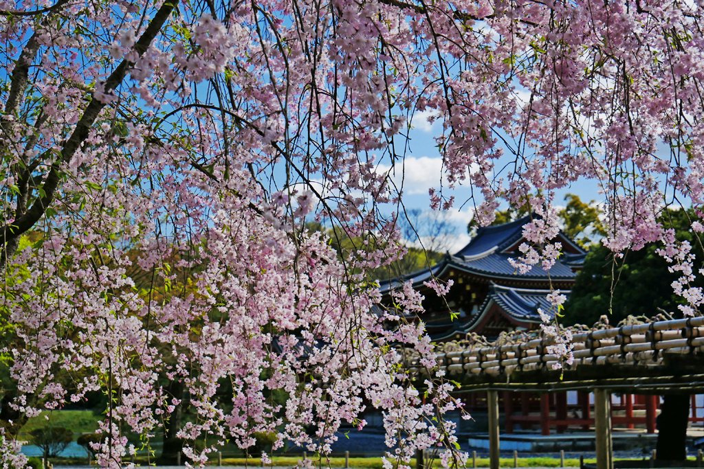 ２０２１年度保存版 宇治の桜の名所５選 京都府宇治市の賃貸なら株式会社ツーワークス